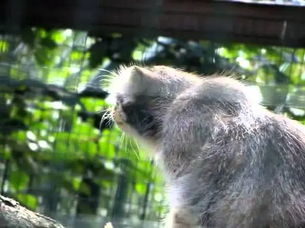 デッサウ動物園のマンニの動画