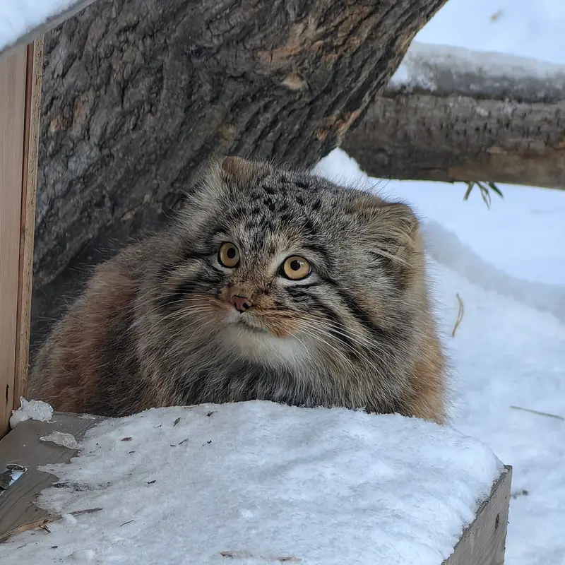 ノヴォシビルスク動物園のアッケムの写真