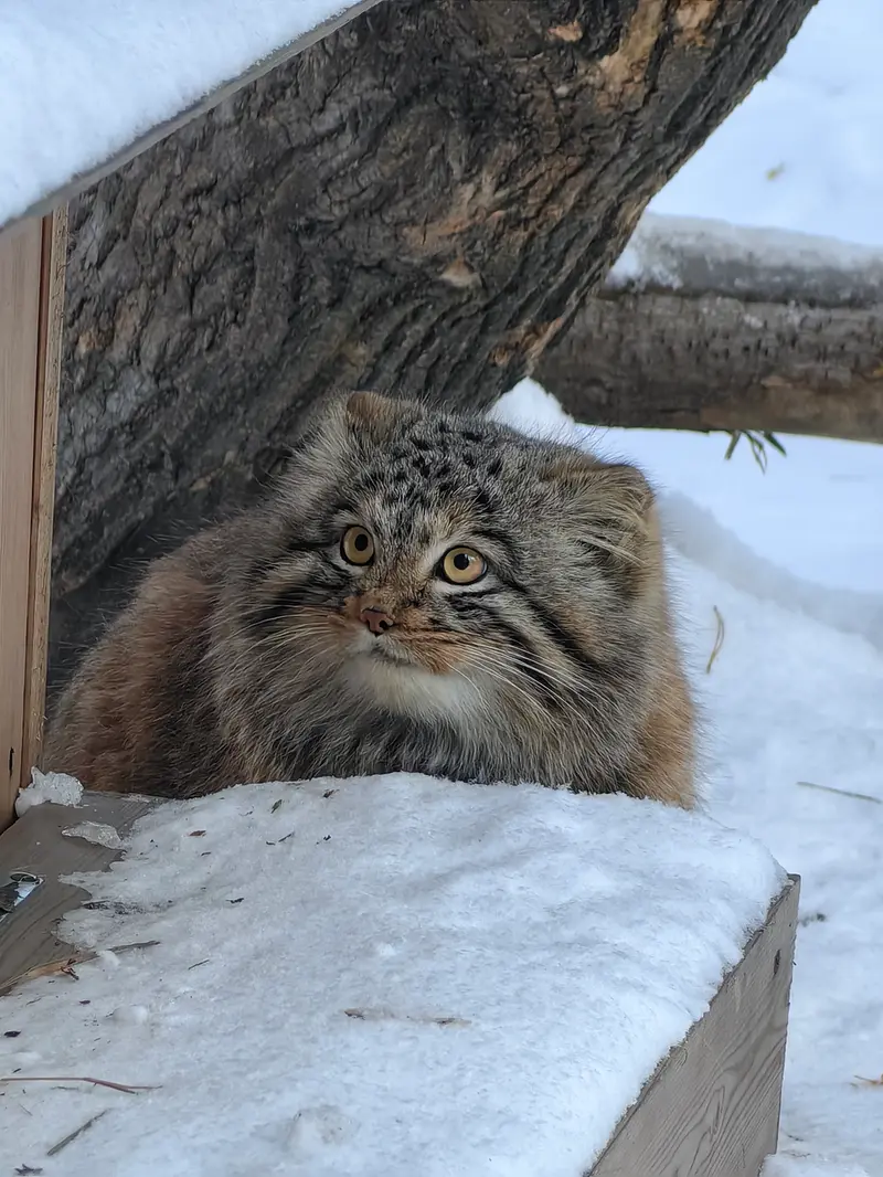 ノヴォシビルスク動物園のアッケムの写真