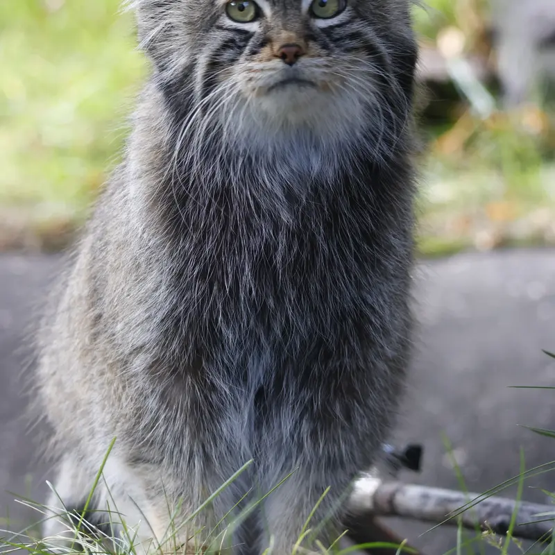 モスクワ動物園のティモフェイの写真
