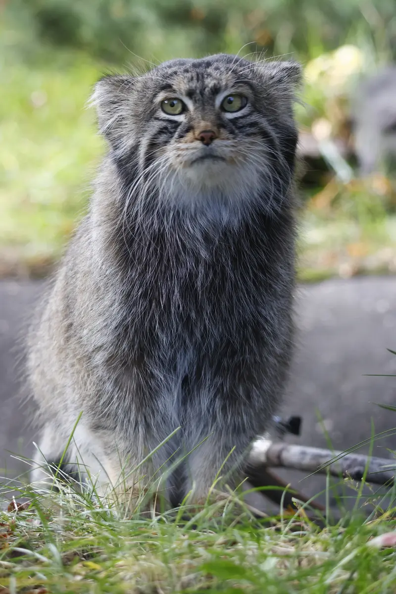 モスクワ動物園のティモフェイの写真