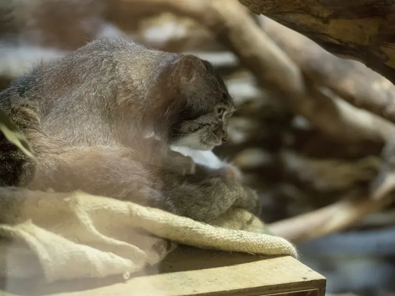 恩賜上野動物園のクリョンの写真