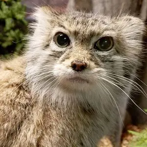 スペリオル湖動物園のパブの写真