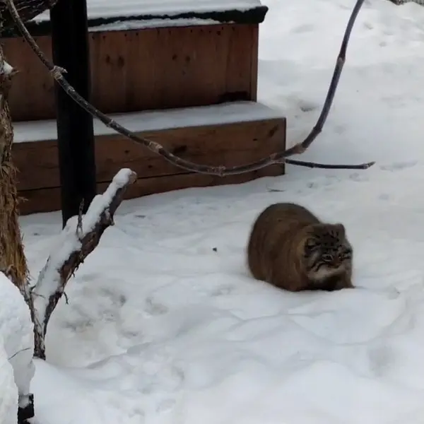 ノヴォシビルスク動物園のマヌルネコの写真
