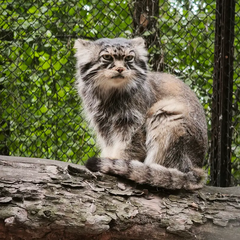ノヴォシビルスク動物園のジョージの写真