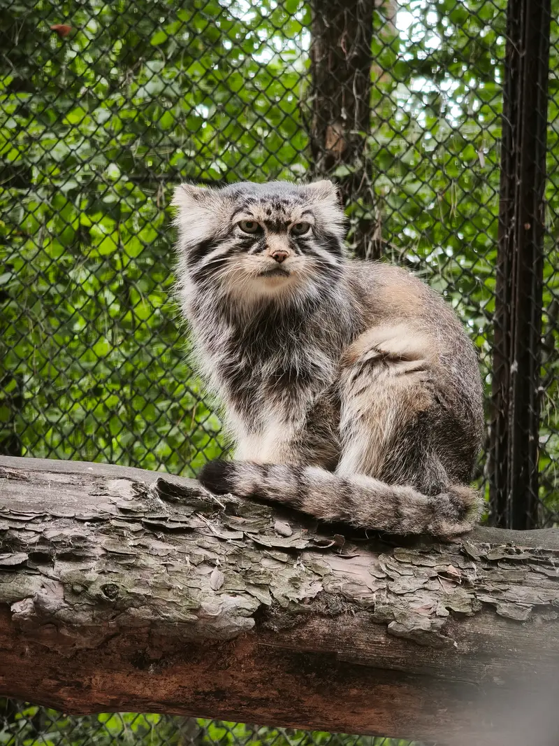 ノヴォシビルスク動物園のジョージの写真