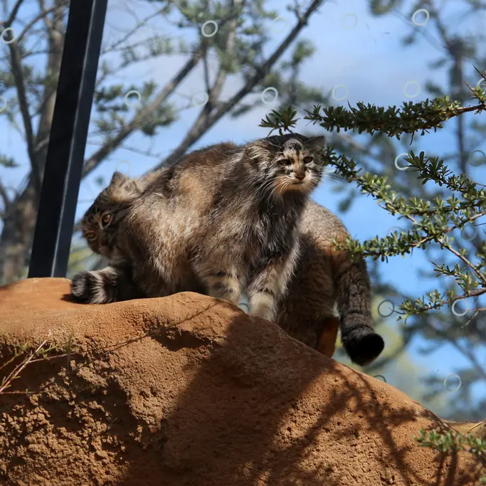 プラハ動物園のプリンセッサとスパイの写真