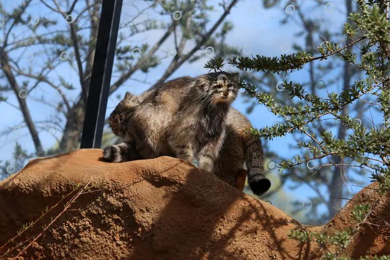 プラハ動物園のプリンセッサとスパイの写真