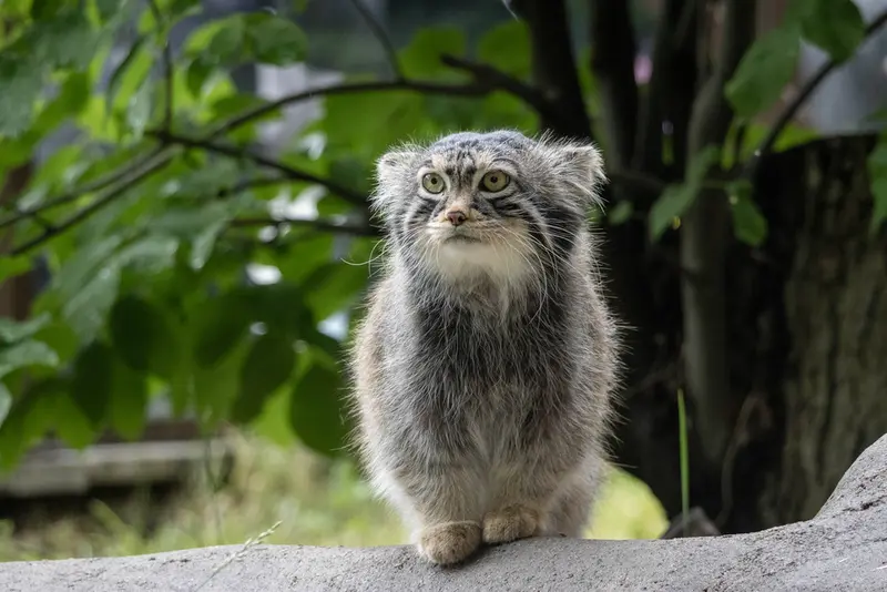 モスクワ動物園のティモフェイの写真