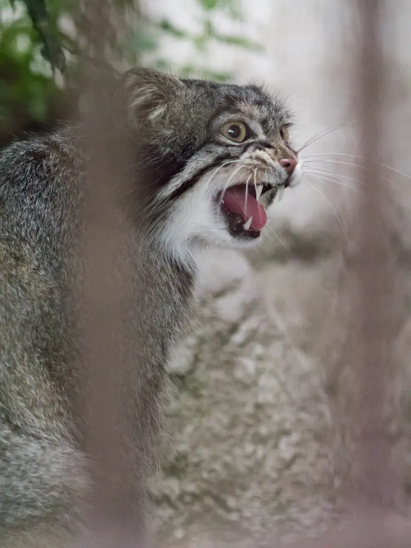 野毛山動物園のフィーガの写真