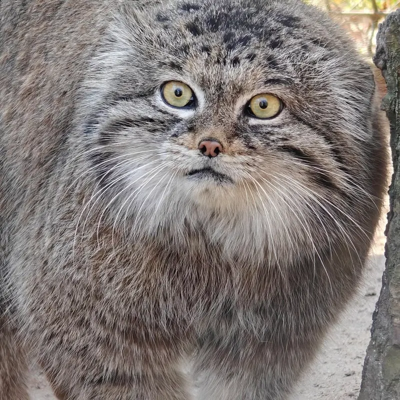 ポズナン新動物園のマゼランの写真