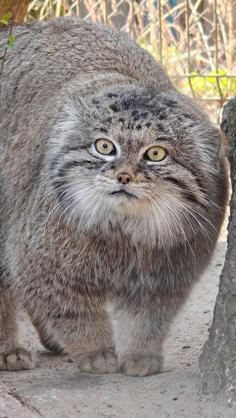 ポズナン新動物園のマゼランの写真