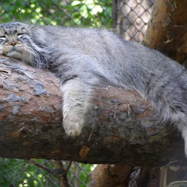 ノヴォシビルスク動物園のゼレノゴルスクの写真