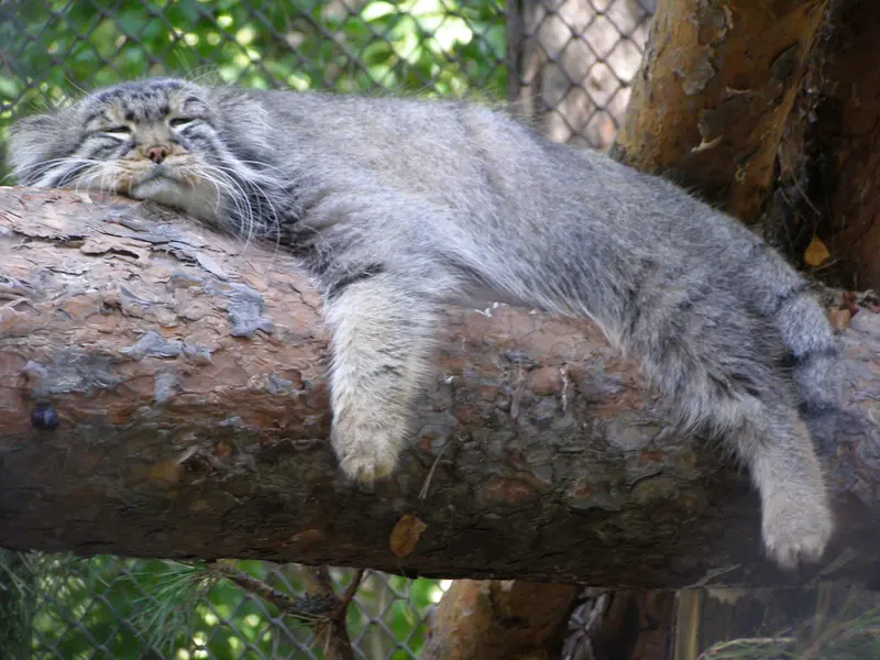 ノヴォシビルスク動物園のゼレノゴルスクの写真