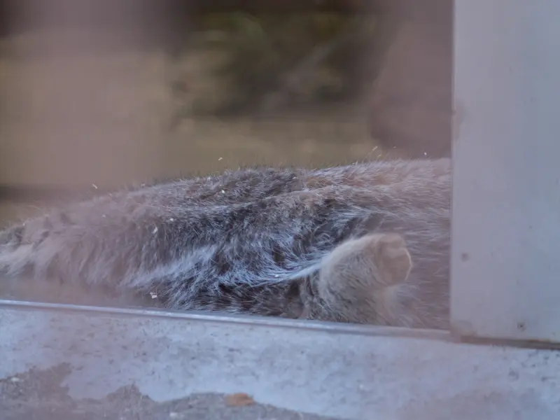 野毛山動物園のフィーガの写真