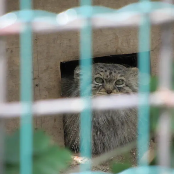 マクデブルク動物園のマヌエラの写真