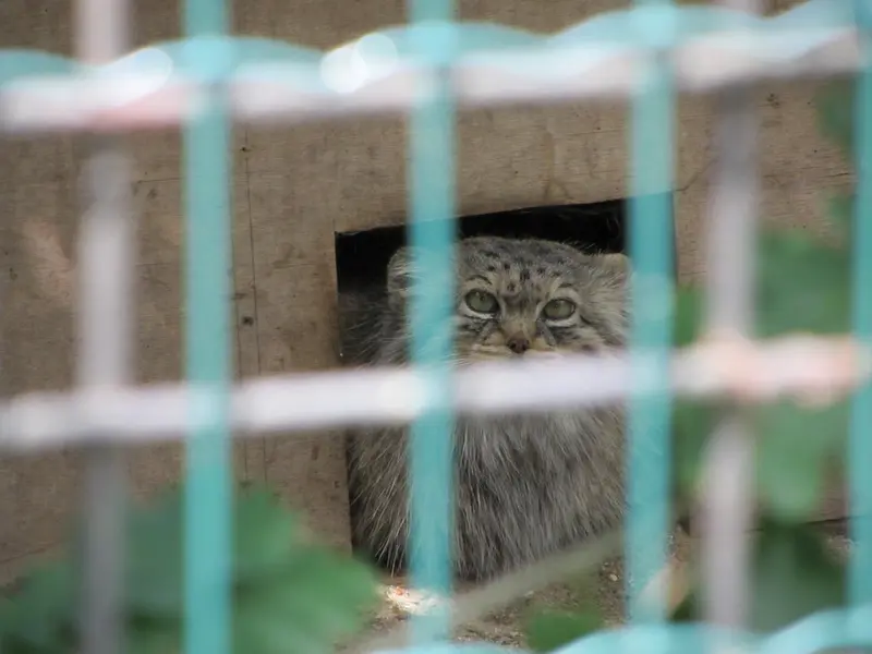 マクデブルク動物園のマヌエラの写真