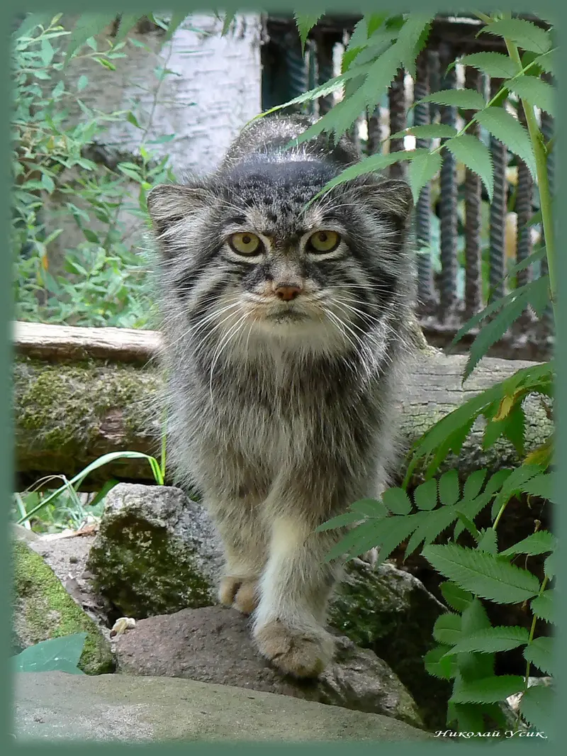 ポズナン新動物園のマヌルネコの写真