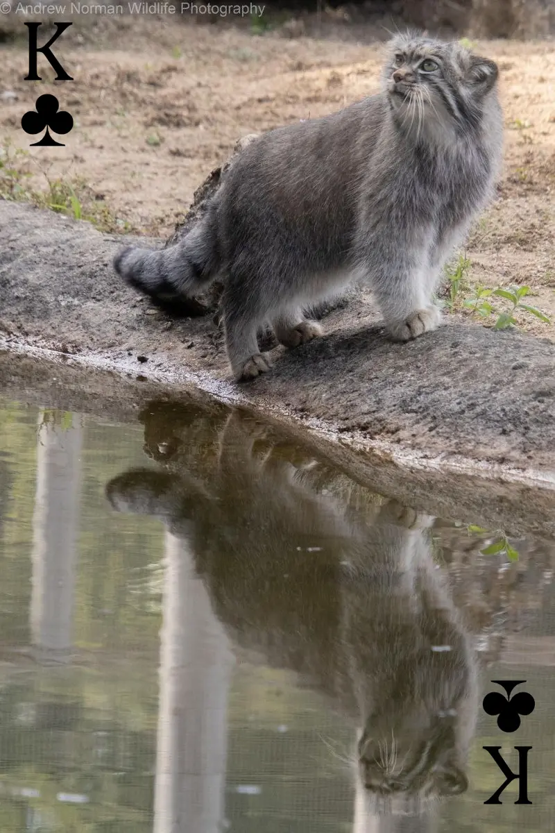 マヌルネコの写真