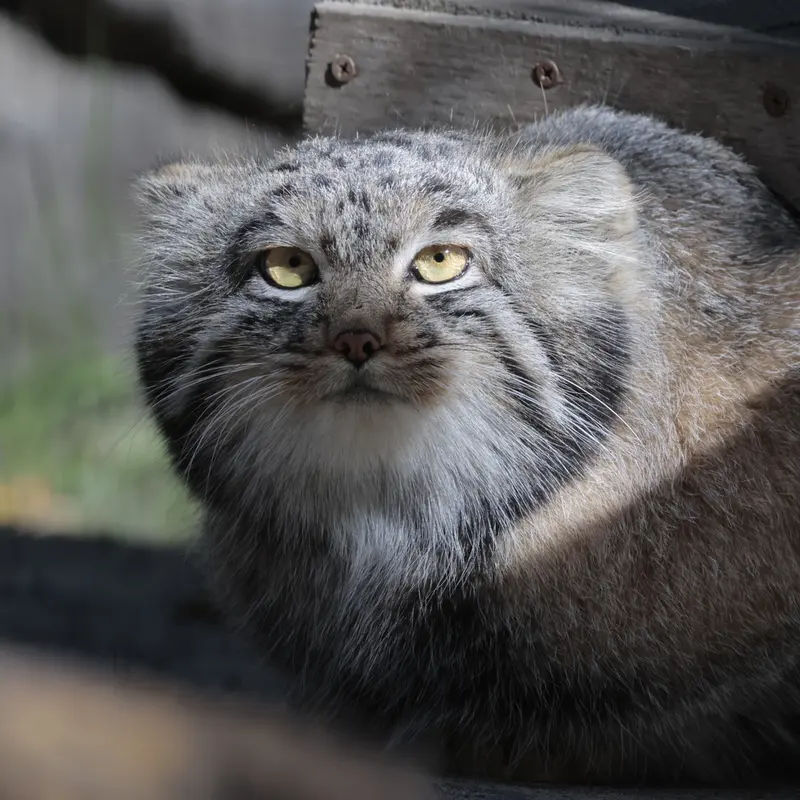 ノヴォシビルスク動物園のメンスの写真