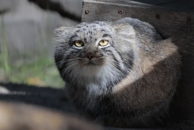 ノヴォシビルスク動物園のメンスの写真