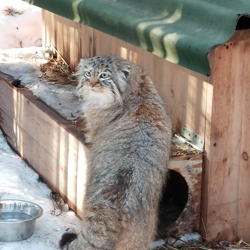 ノヴォシビルスク動物園のガビの写真