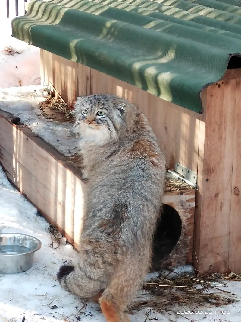 ノヴォシビルスク動物園のガビの写真