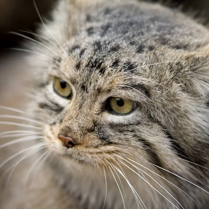 ブランブル・パーク動物園のマヌルネコの写真