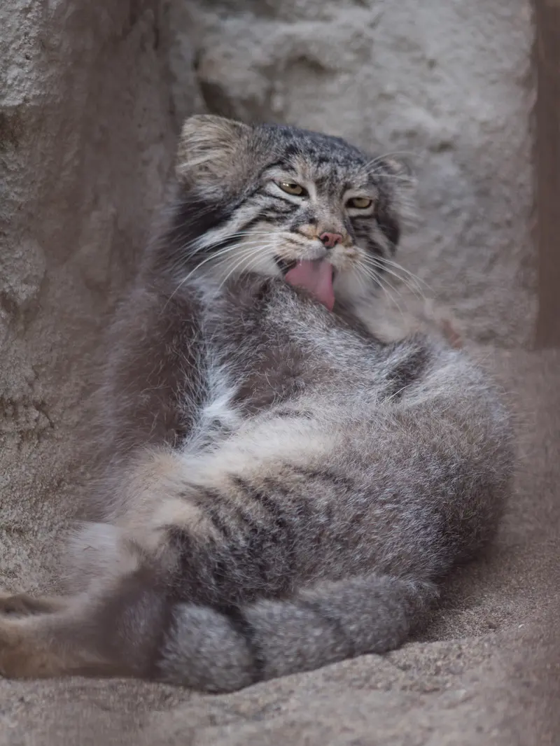 野毛山動物園のフィーガの写真