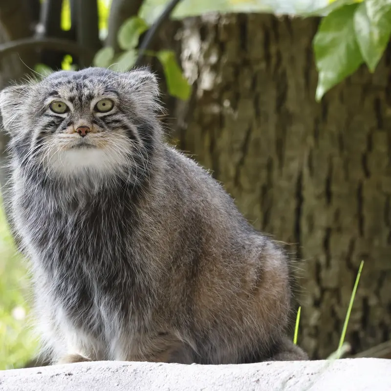 モスクワ動物園のティモフェイの写真