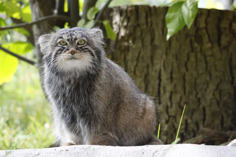 モスクワ動物園のティモフェイの写真