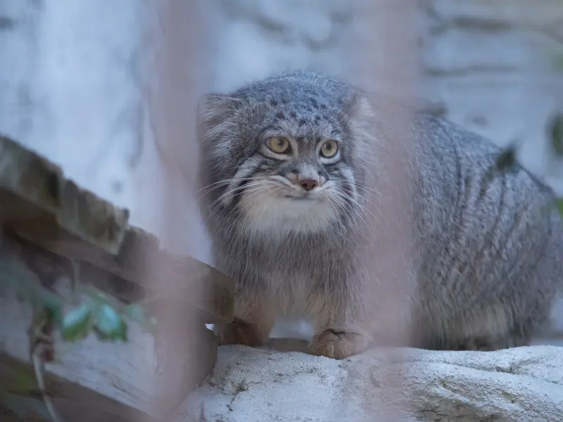 野毛山動物園のフィーガの写真