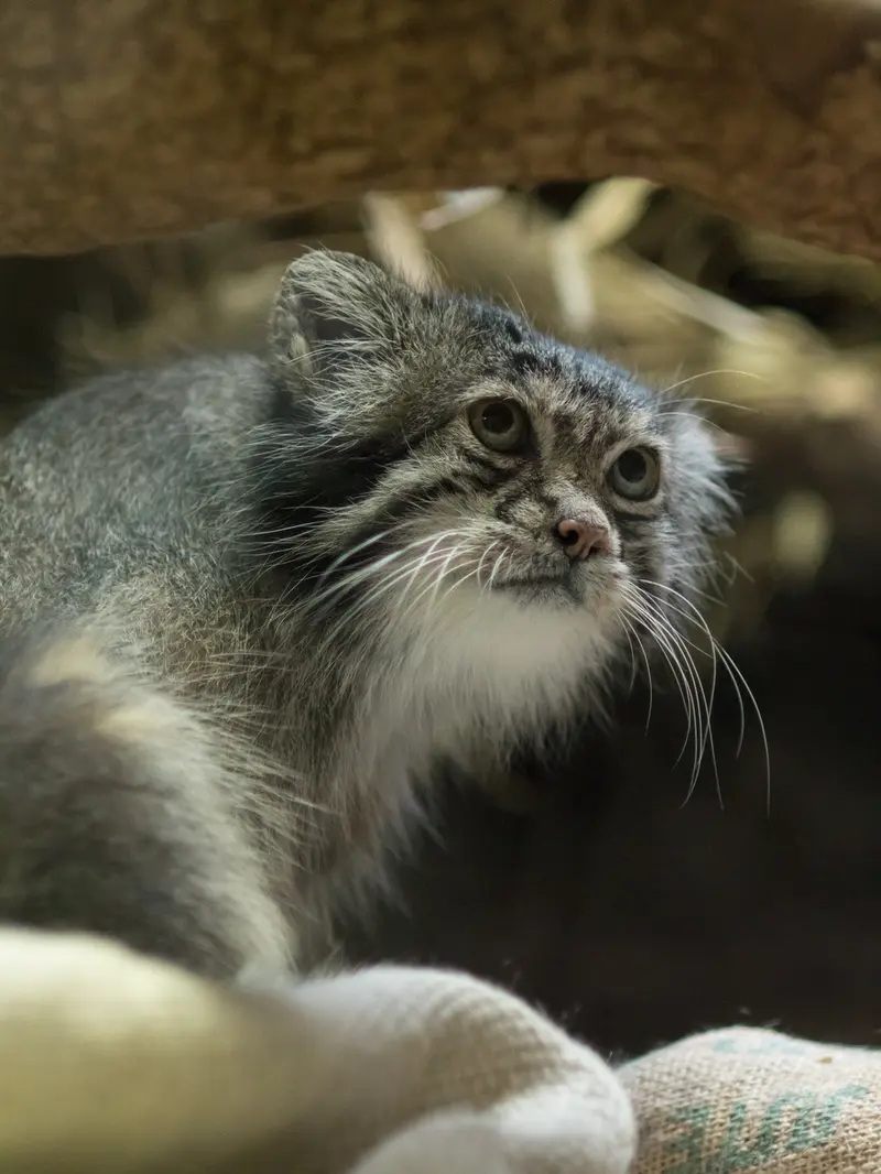 恩賜上野動物園のクリョンの写真