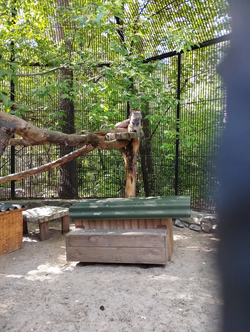ノヴォシビルスク動物園のマヌルネコの写真