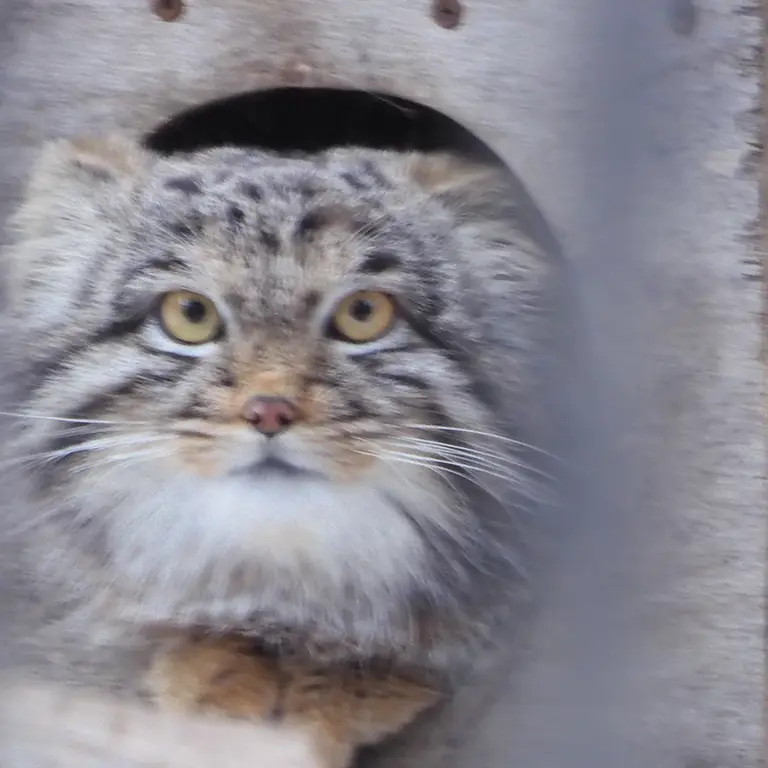 ノヴォシビルスク動物園のメンスの写真