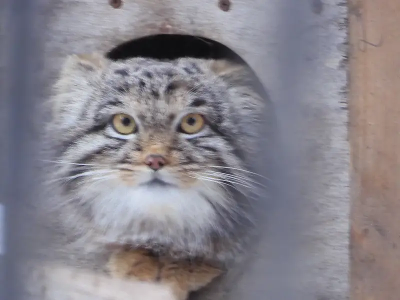 ノヴォシビルスク動物園のメンスの写真