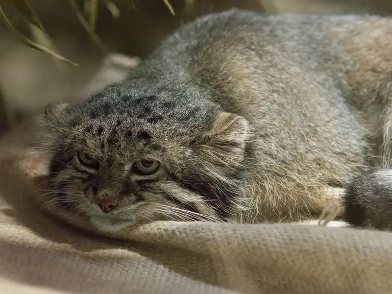 恩賜上野動物園のクリョンの写真