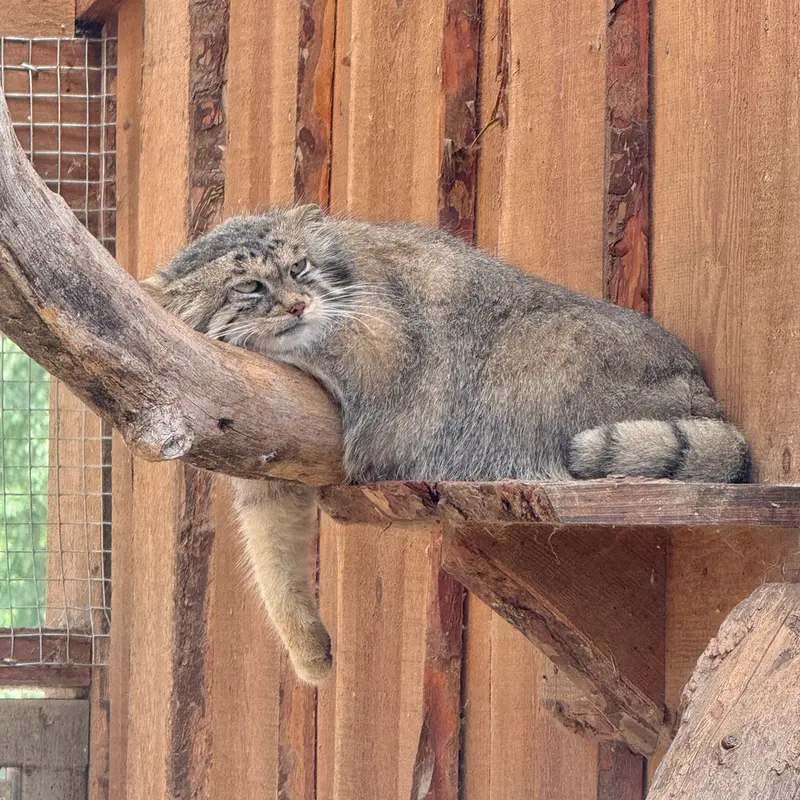 タリン動物園のアルタニの写真