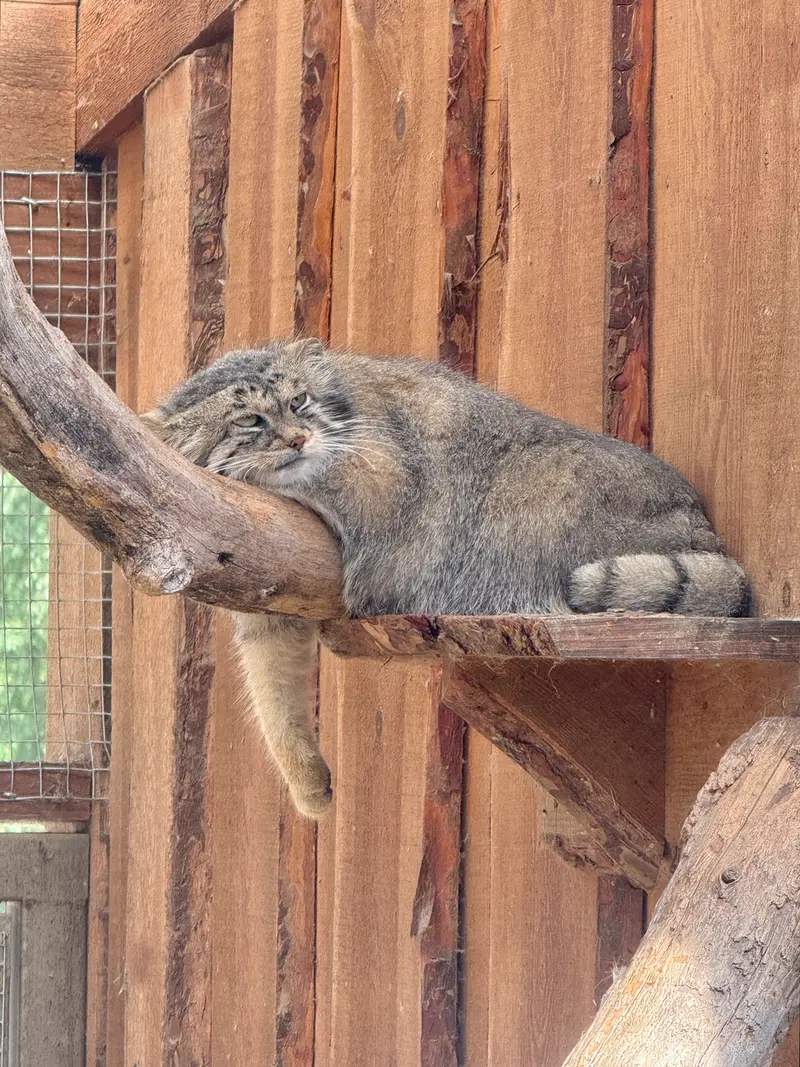 タリン動物園のアルタニの写真
