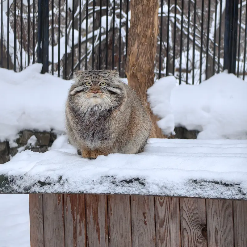 ノヴォシビルスク動物園のシルヴェスターの写真