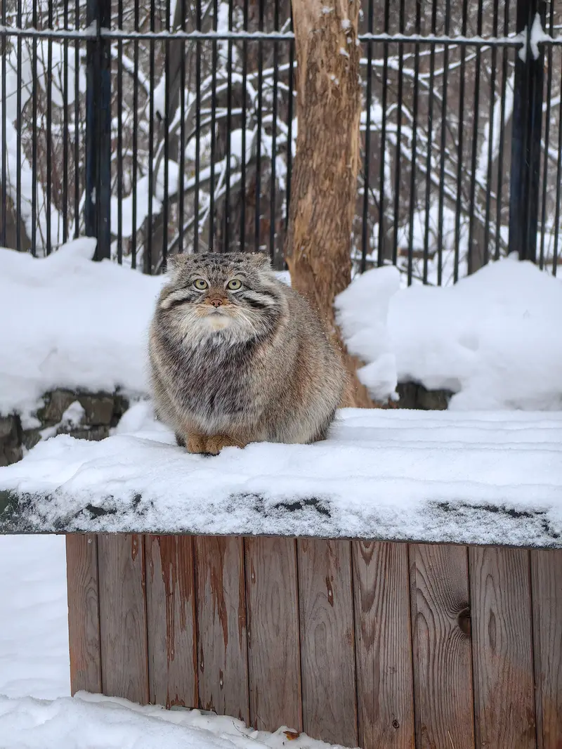 ノヴォシビルスク動物園のシルヴェスターの写真