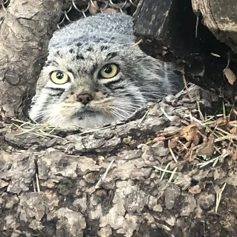シャイアン・マウンテン動物園のボーの写真