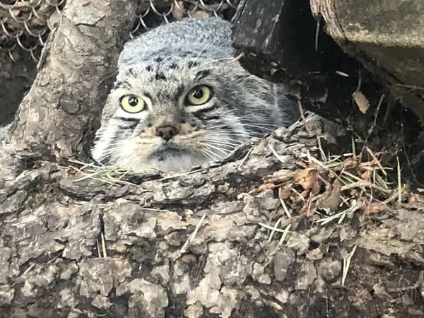 シャイアン・マウンテン動物園のボーの写真