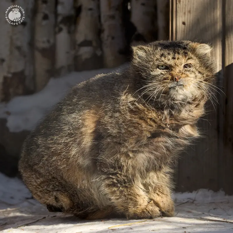 ノヴォシビルスク動物園のカラガンダの写真