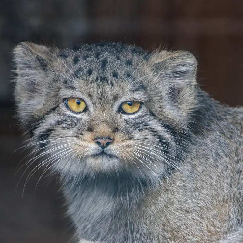 レニングラード動物園のアクサの写真