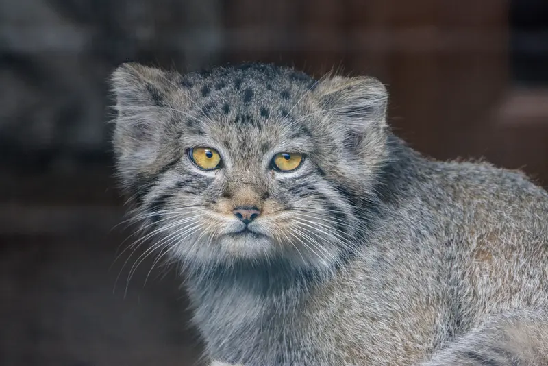 レニングラード動物園のアクサの写真