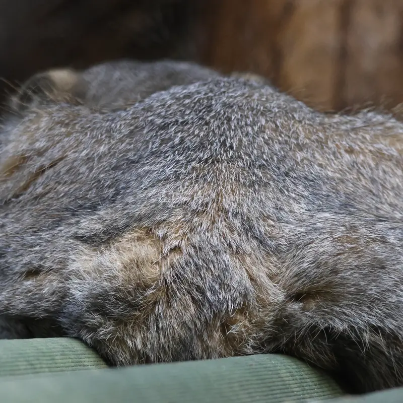 ノヴォシビルスク動物園のジョージの写真