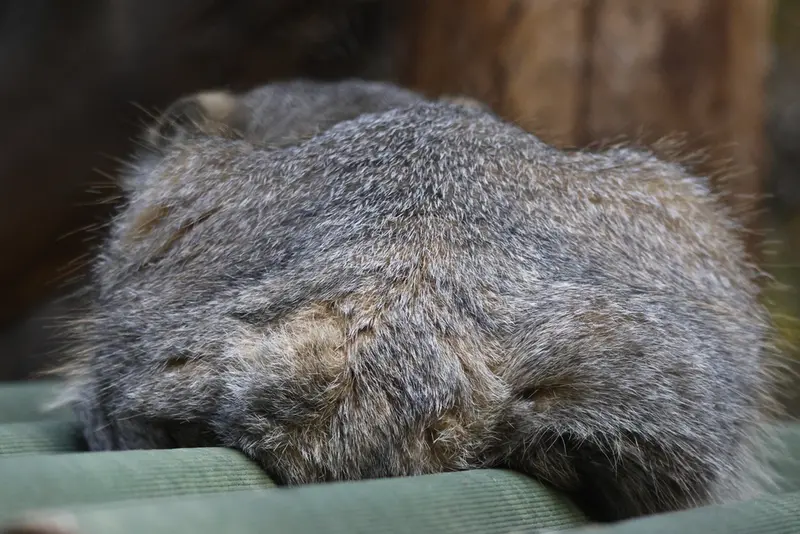 ノヴォシビルスク動物園のジョージの写真