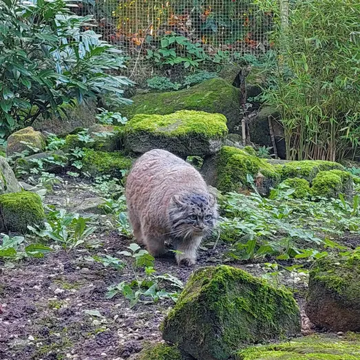 ロッテルダム動物園のポエスの写真