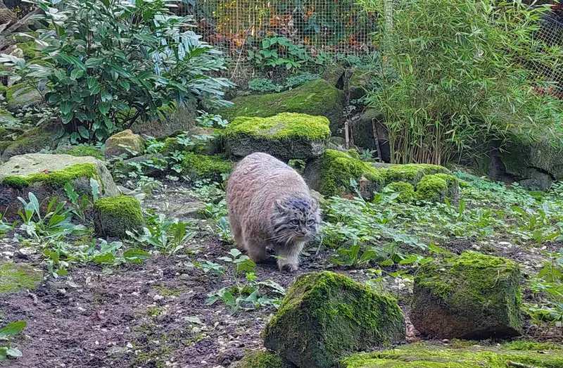 ロッテルダム動物園のポエスの写真